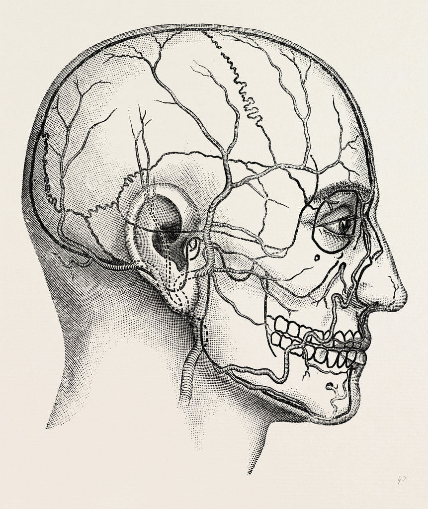 Detail of Diagram to show the position of the facial by Anonymous