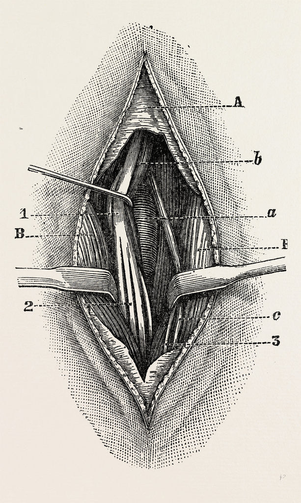 Detail of Ligature by Anonymous