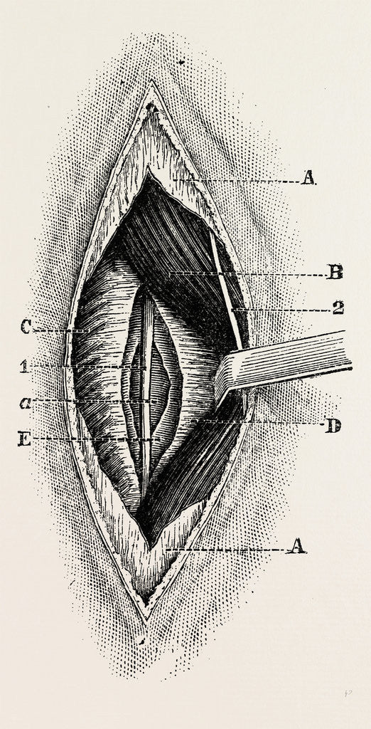 Detail of Ligature by Anonymous