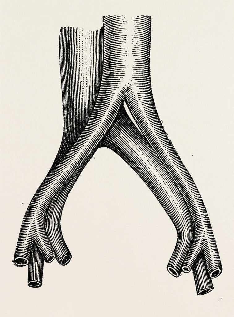 Detail of Relation of veins by Anonymous