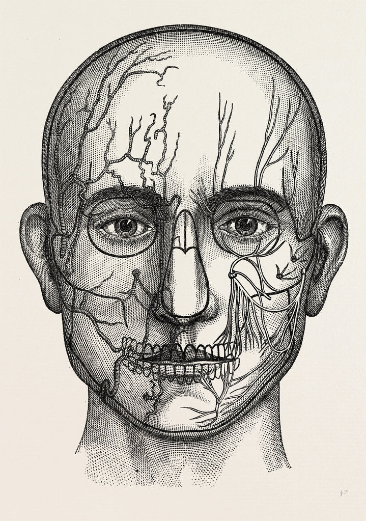 Detail of The nerves of the face by Anonymous