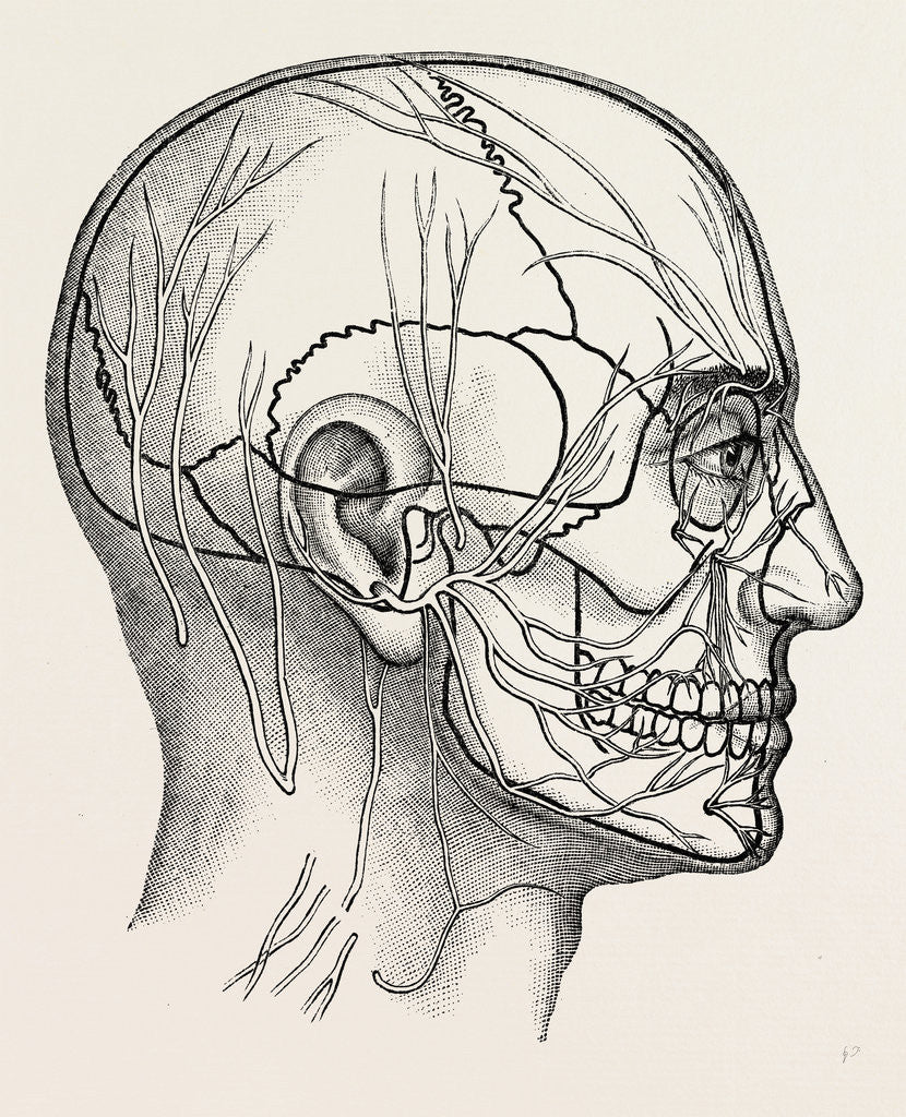 Detail of The nerves of the face and of the side of the head by Anonymous