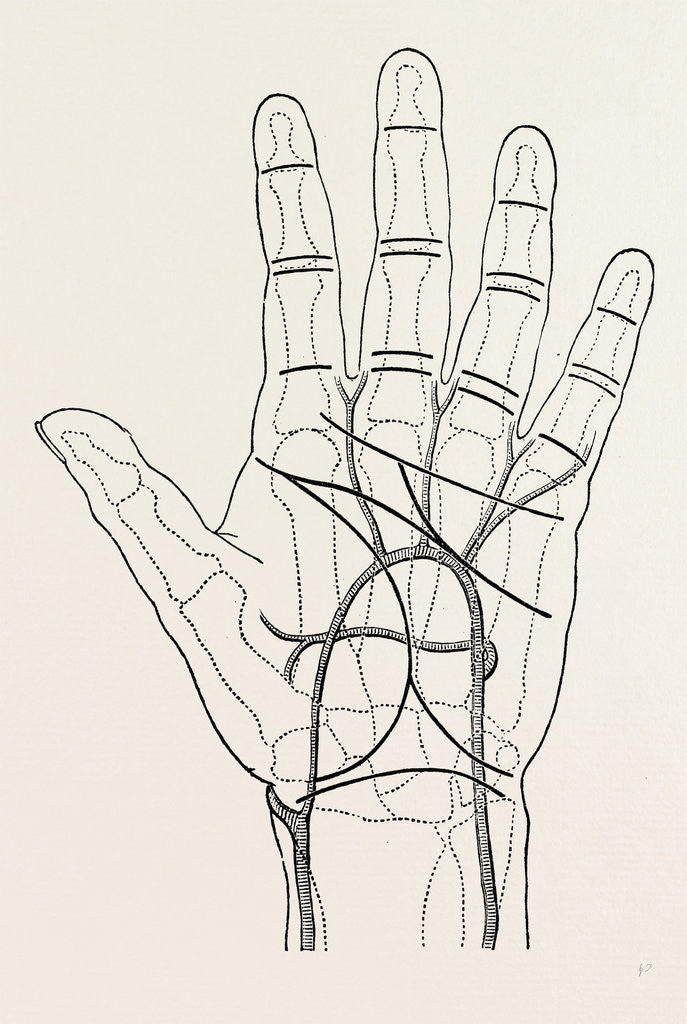 Detail of Surface markings on the palm of ffile hand by Anonymous