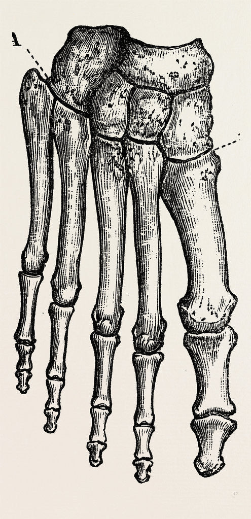 Detail of Bones by Anonymous