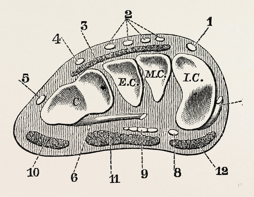 Detail of Transverse section by Anonymous