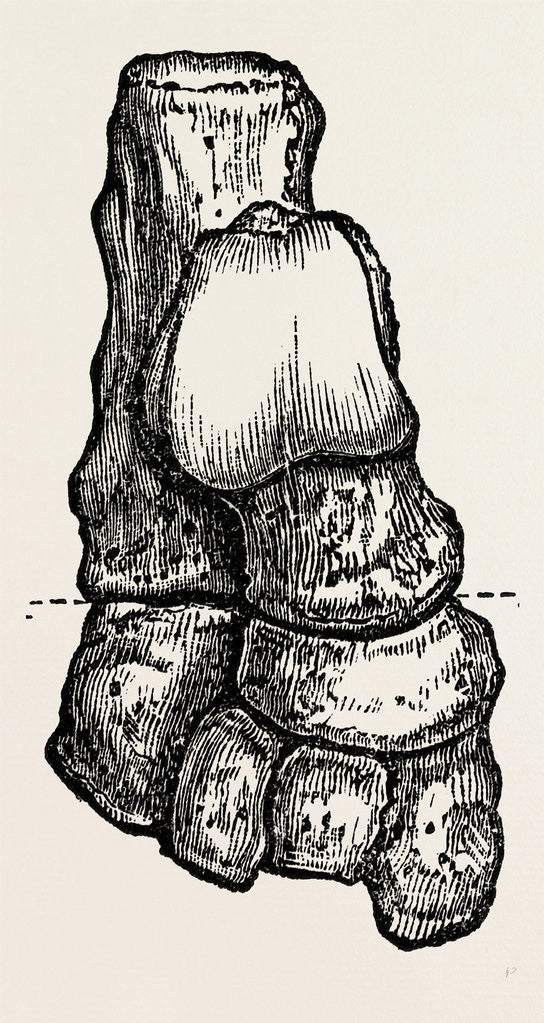 Detail of Bones by Anonymous