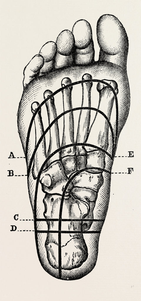 Detail of Plantar incisions by Anonymous