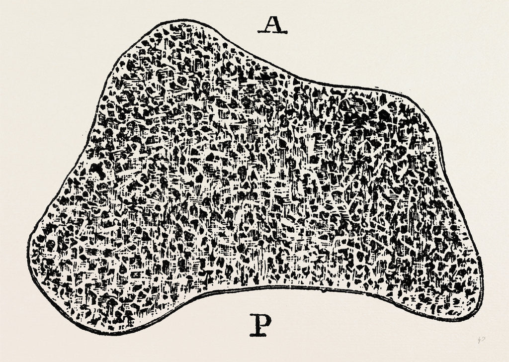 Detail of Transverse section by Anonymous