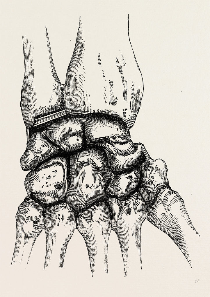 Detail of The synovial cavities by Anonymous