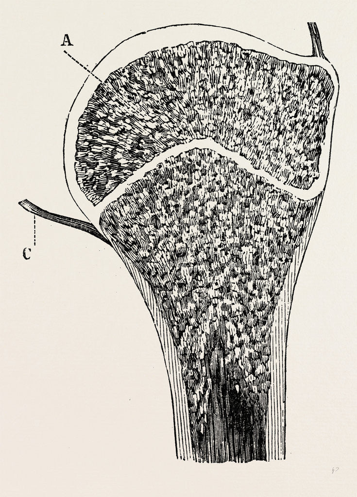 Detail of Upper end of the humerus by Anonymous