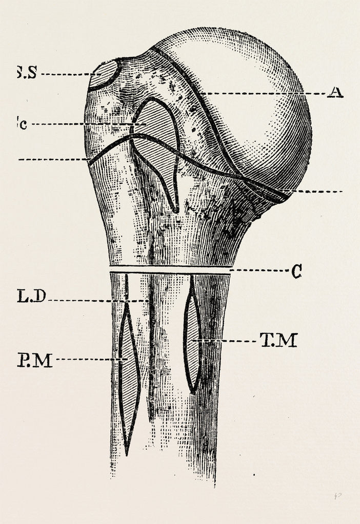 Detail of Diagram by Anonymous