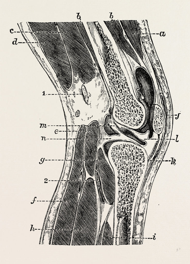 Detail of Vertical section of knee-joint by Anonymous