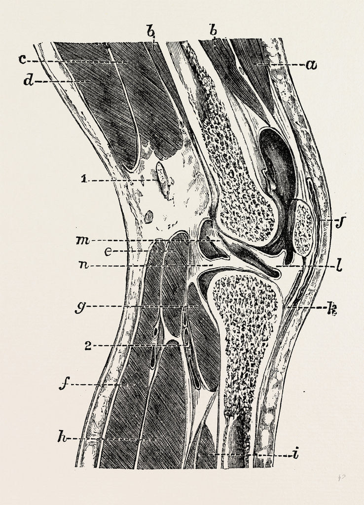 Vertical section of knee-joint by Anonymous