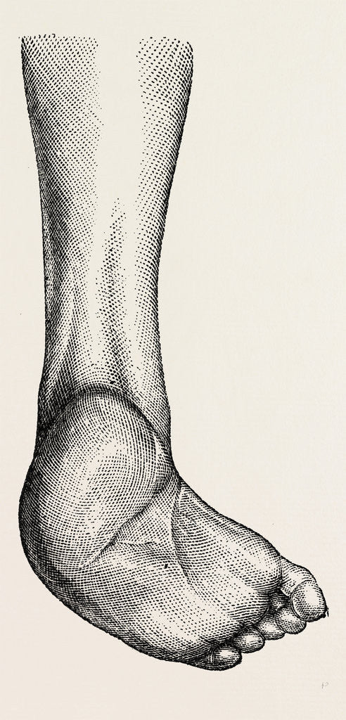 Detail of Incurved form of the foot, the planzar by Anonymous