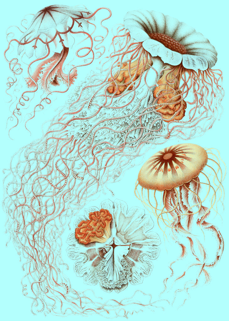 Detail of Illustration showing four different types of jellyfish. Discomedusae by Ernst Haeckel