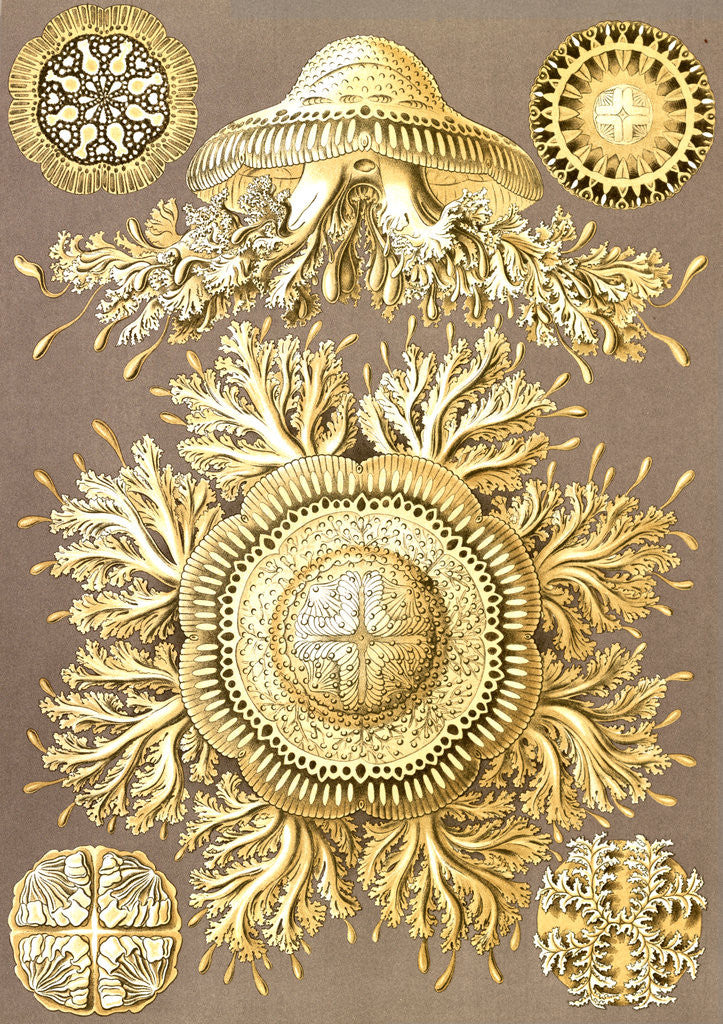 Detail of Illustration showing six views of jellyfish. Discomedusae by Ernst Haeckel