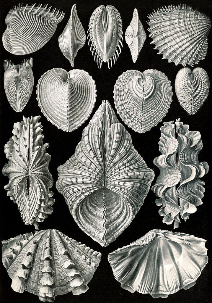 Detail of Illustration showing a variety of mollusks. Acephala by Ernst Haeckel