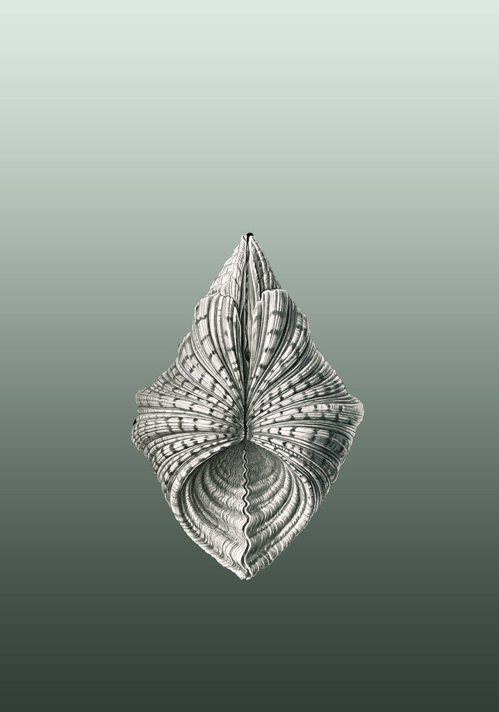 Detail of Illustration of mollusk. Acephala by Ernst Haeckel