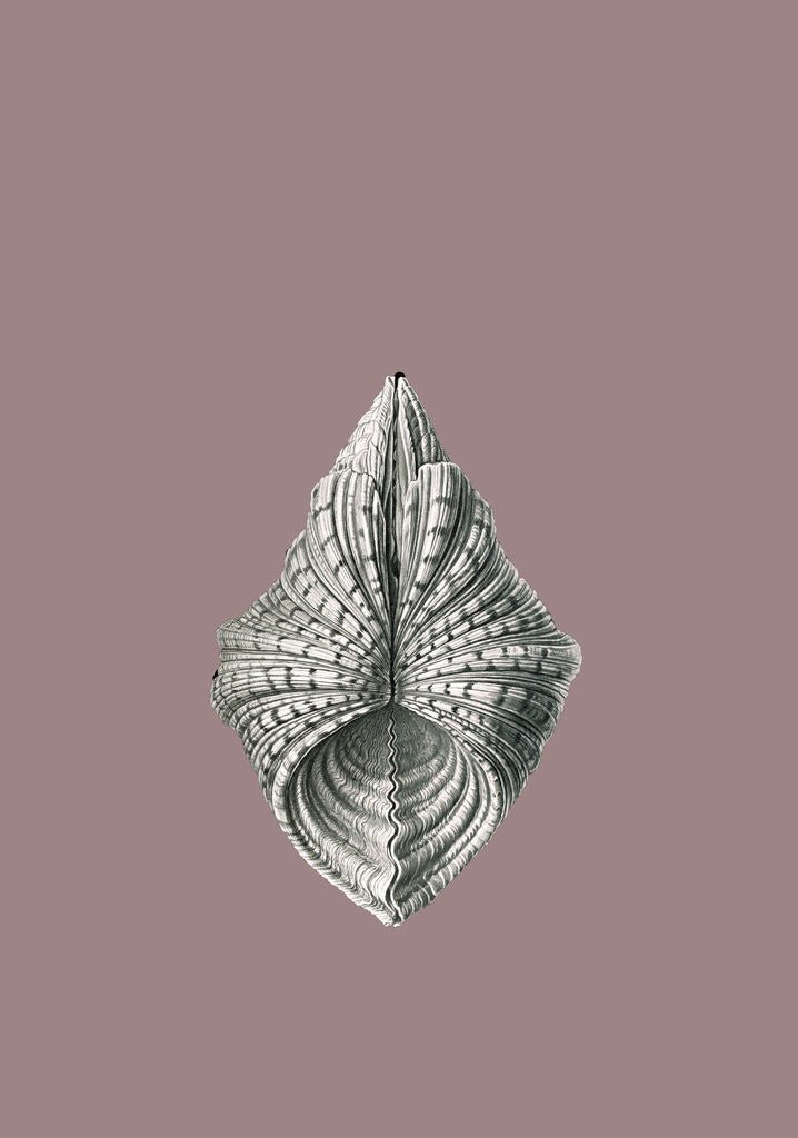 Detail of Illustration showing a variety of mollusks. Acephala by Ernst Haeckel