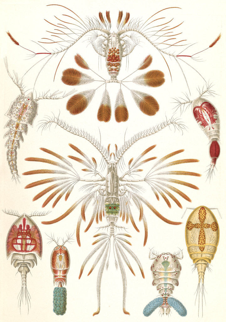 Detail of Illustration showing a variety of copopod crustaceans. Copepoda by Ernst Haeckel