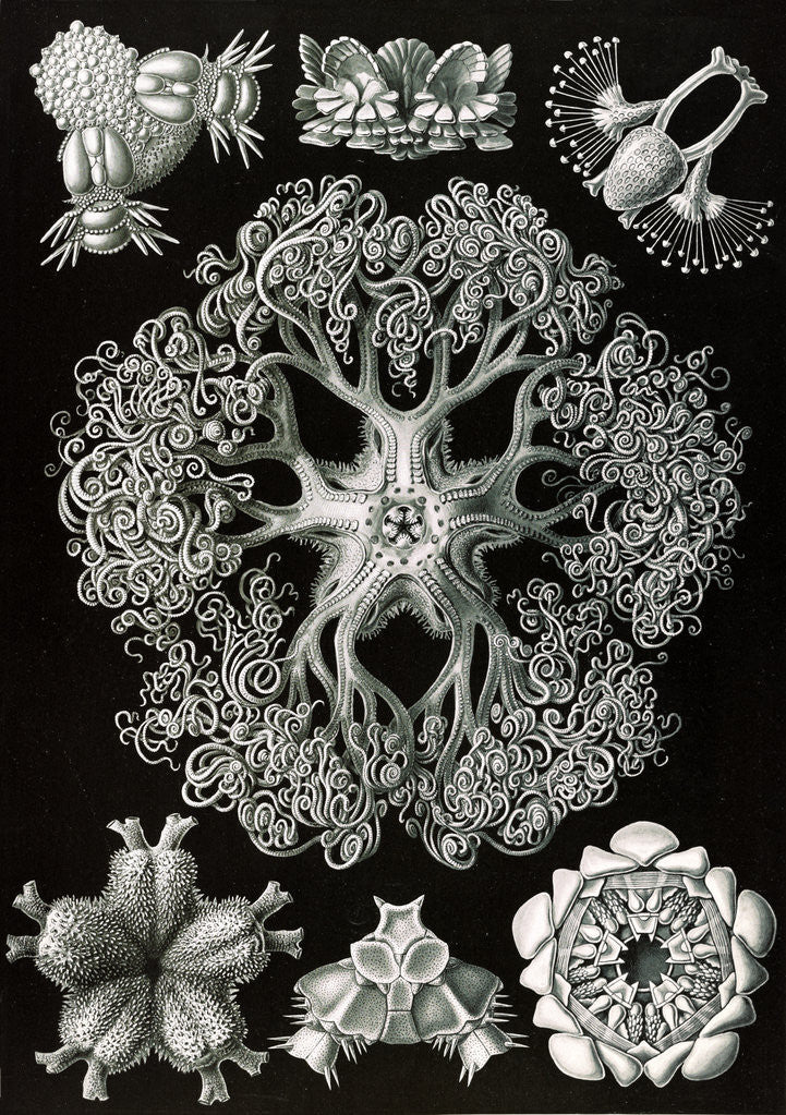 Detail of Starfish and details of starfish anatomy. Ophiodea by Ernst Haeckel