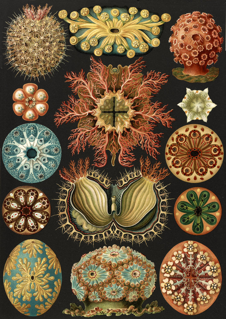 Detail of Illustration showing a variety of sea squirts. Ascidiae by Ernst Haeckel