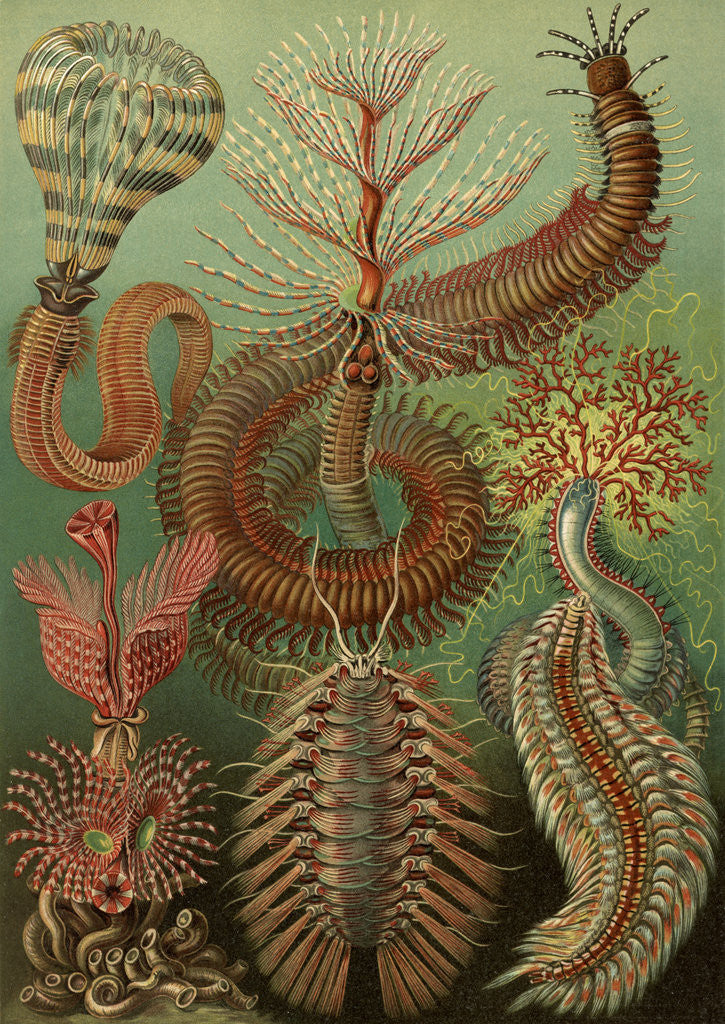 Detail of Illustration showing a variety of chaetopoda or spined marine worms. Chaetopoda by Ernst Haeckel