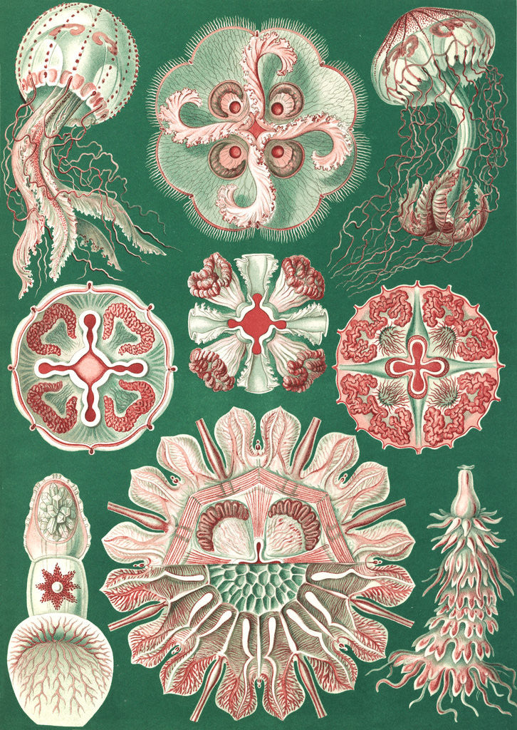 Detail of Illustration showing a variety of jellyfish. Discomedusae by Ernst Haeckel