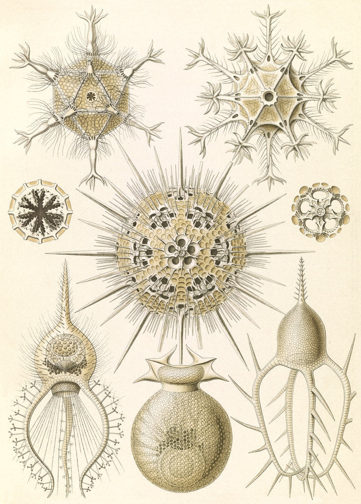 Detail of Microorganisms. Phaeodaria by Ernst Haeckel