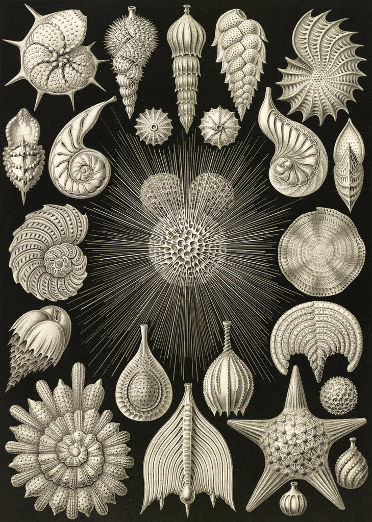 Detail of Microorganisms. Thalamophora by Ernst Haeckel