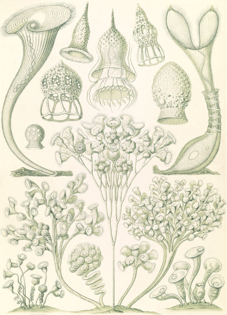 Detail of Microorganisms. Ciliata by Ernst Haeckel
