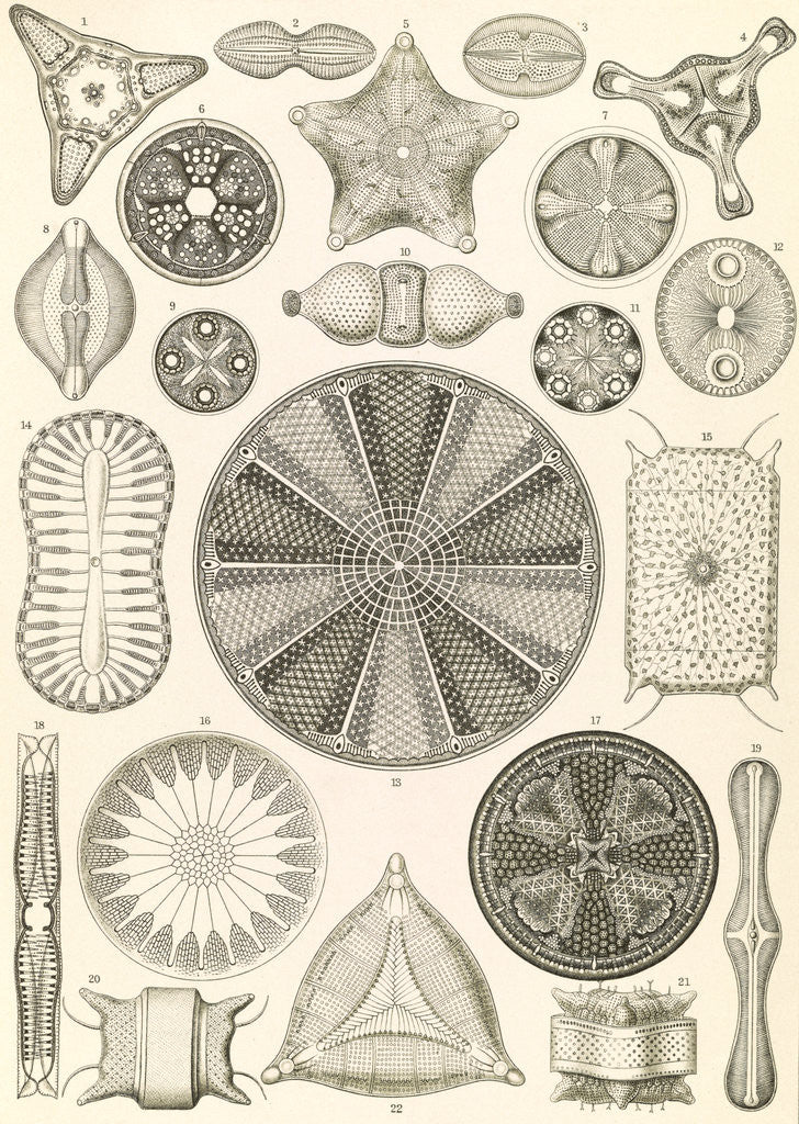 Detail of Algae. Diatomea by Ernst Haeckel