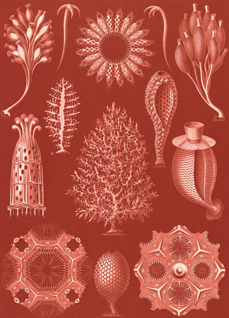 Detail of Calcareous sponges. Calcispongiae by Ernst Haeckel