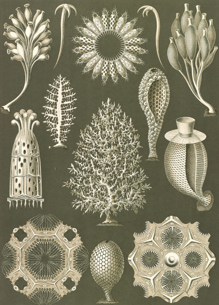 Detail of Calcareous sponges. Calcispongiae by Ernst Haeckel