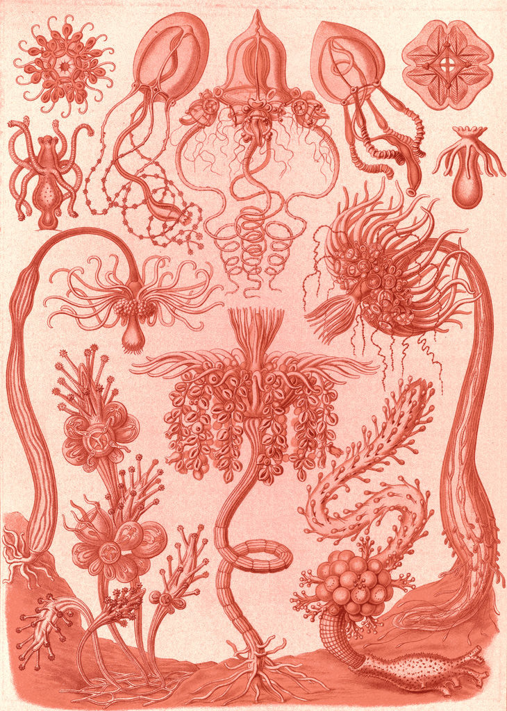 Detail of Marine invertebrates. Tubulariae by Ernst Haeckel