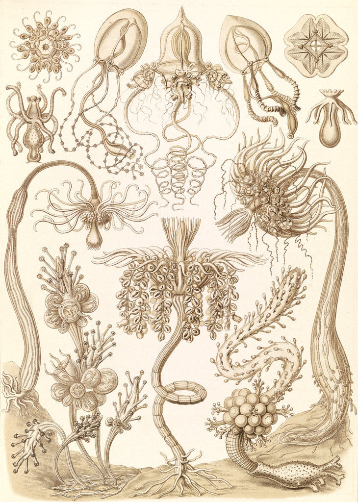 Detail of Marine invertebrates. Tubulariae by Ernst Haeckel