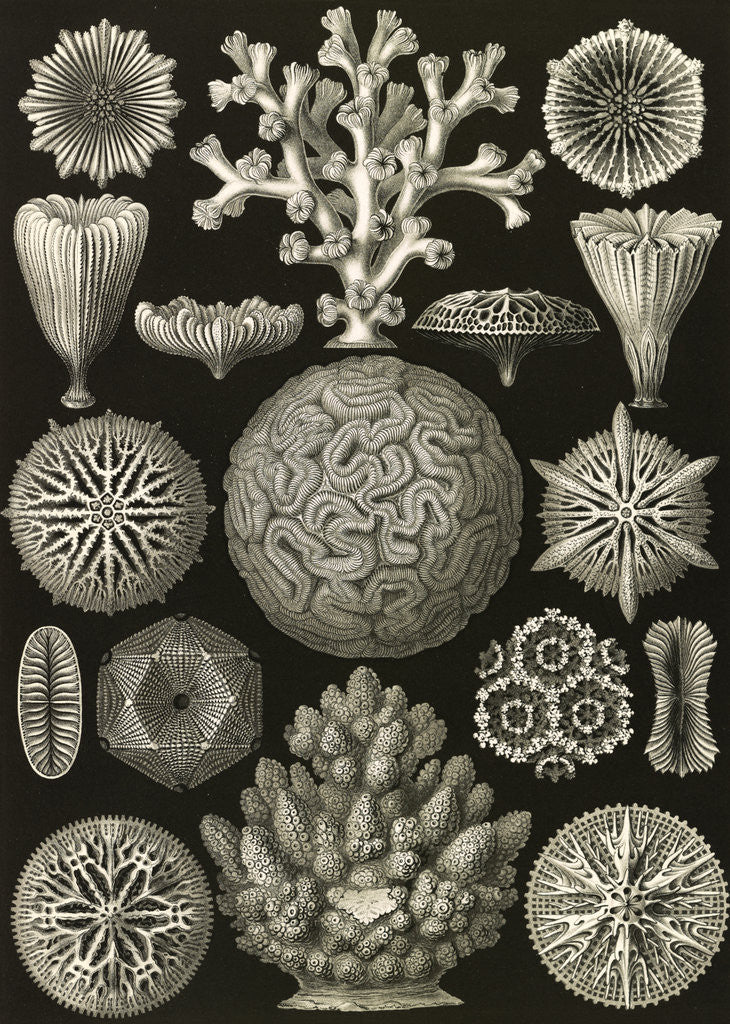 Detail of Corals. Hexacoralla by Ernst Haeckel