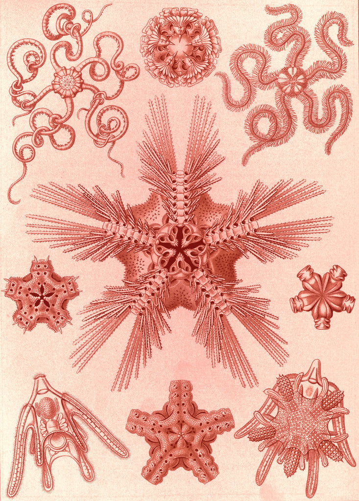 Detail of Marine invertebrates related to starfish. Ophiodea by Ernst Haeckel