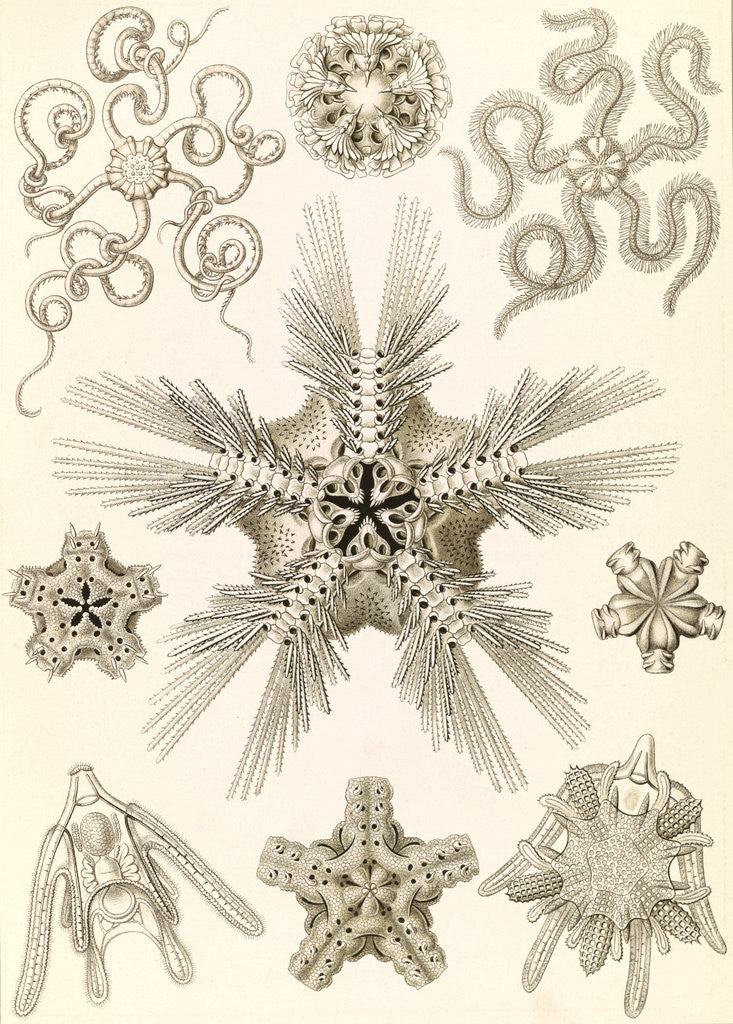 Detail of Marine invertebrates related to starfish. Ophiodea by Ernst Haeckel
