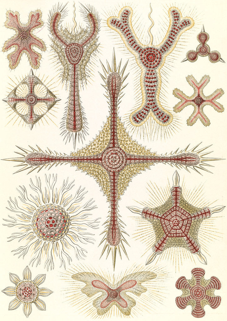 Detail of Marine invertebrates. Discoidea by Ernst Haeckel