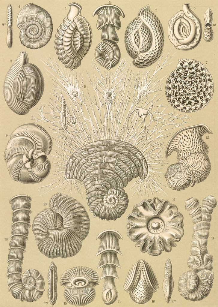 Detail of Microorganisms. Talamophora by Ernst Haeckel
