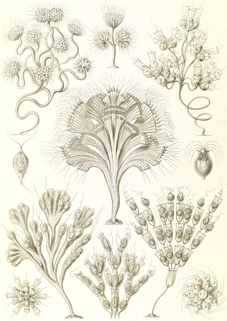 Detail of Microorganisms. Flagellata by Ernst Haeckel