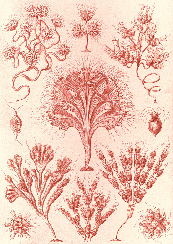 Detail of Microorganisms. Flagellata by Ernst Haeckel
