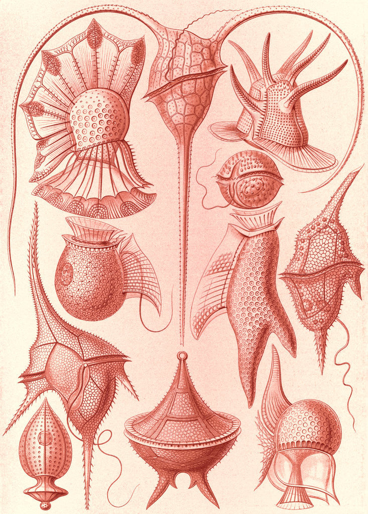 Detail of Microorganisms. Peridinea by Ernst Haeckel