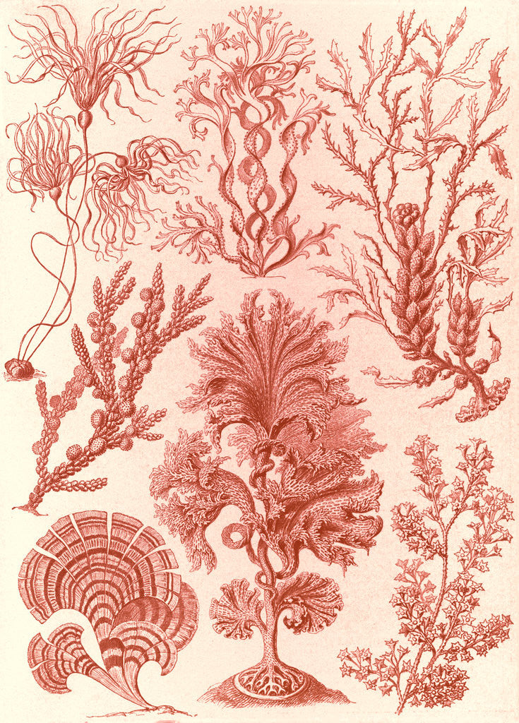 Detail of Algae. Fucoideae by Ernst Haeckel