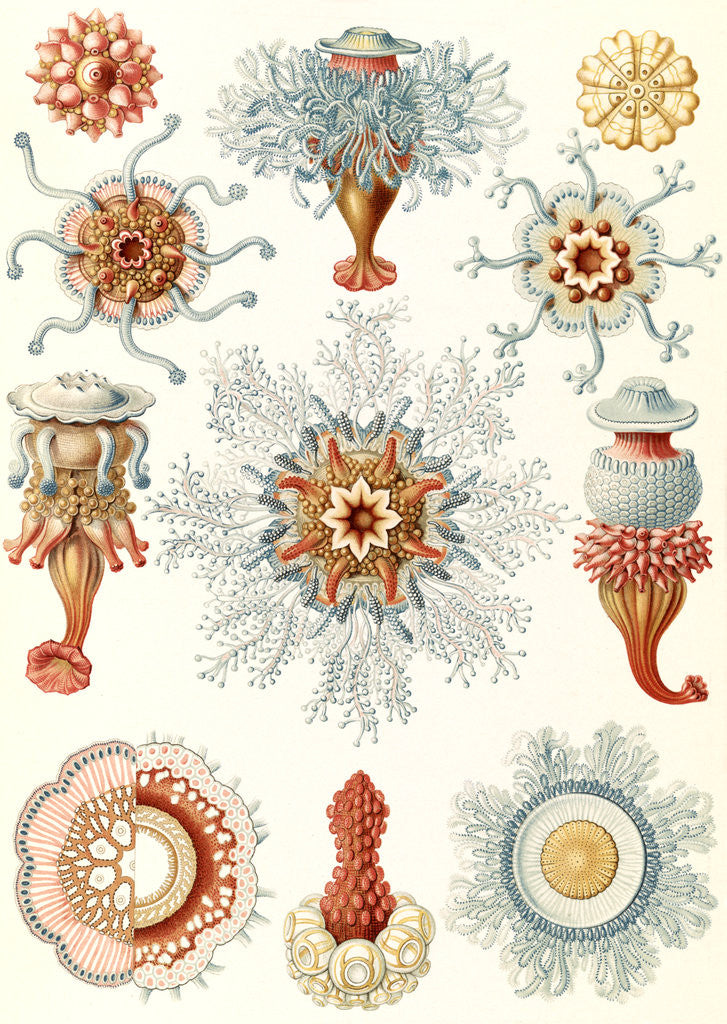 Detail of Marine invertebrates. Siphonophorae by Ernst Haeckel