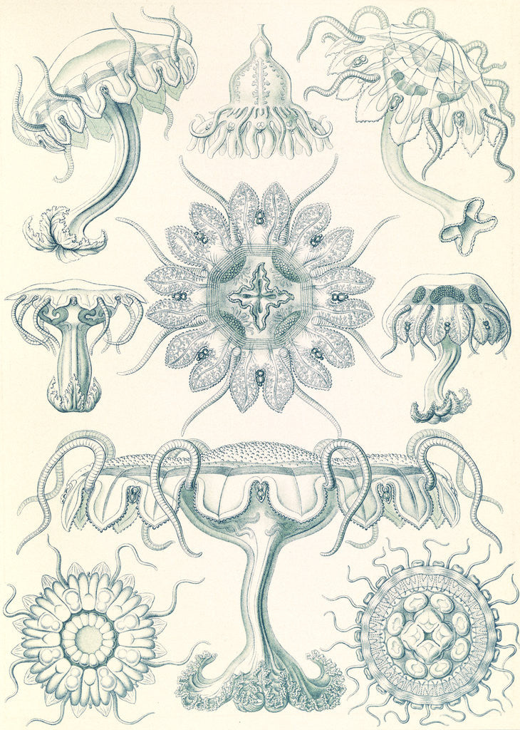 Detail of Jellyfishes. Discomedusae by Ernst Haeckel