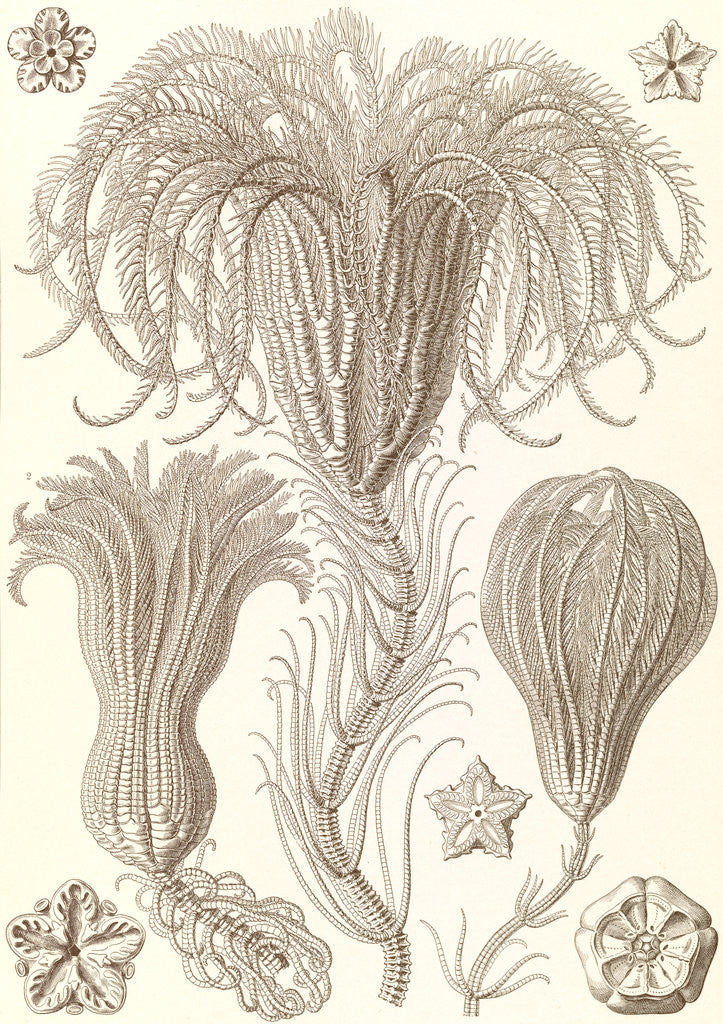 Detail of Marine animals. Crinoidea by Ernst Haeckel