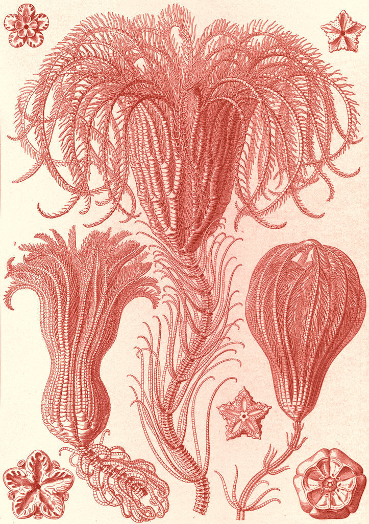 Detail of Marine animals. Crinoidea by Ernst Haeckel