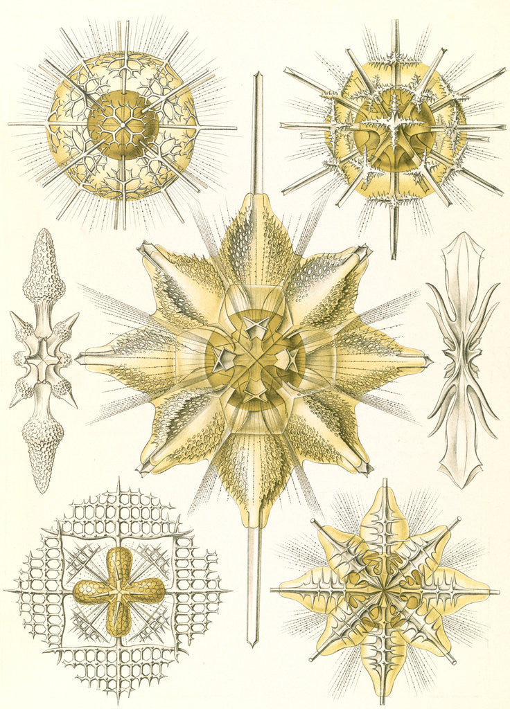 Detail of Marine animals. Acanthometra by Ernst Haeckel